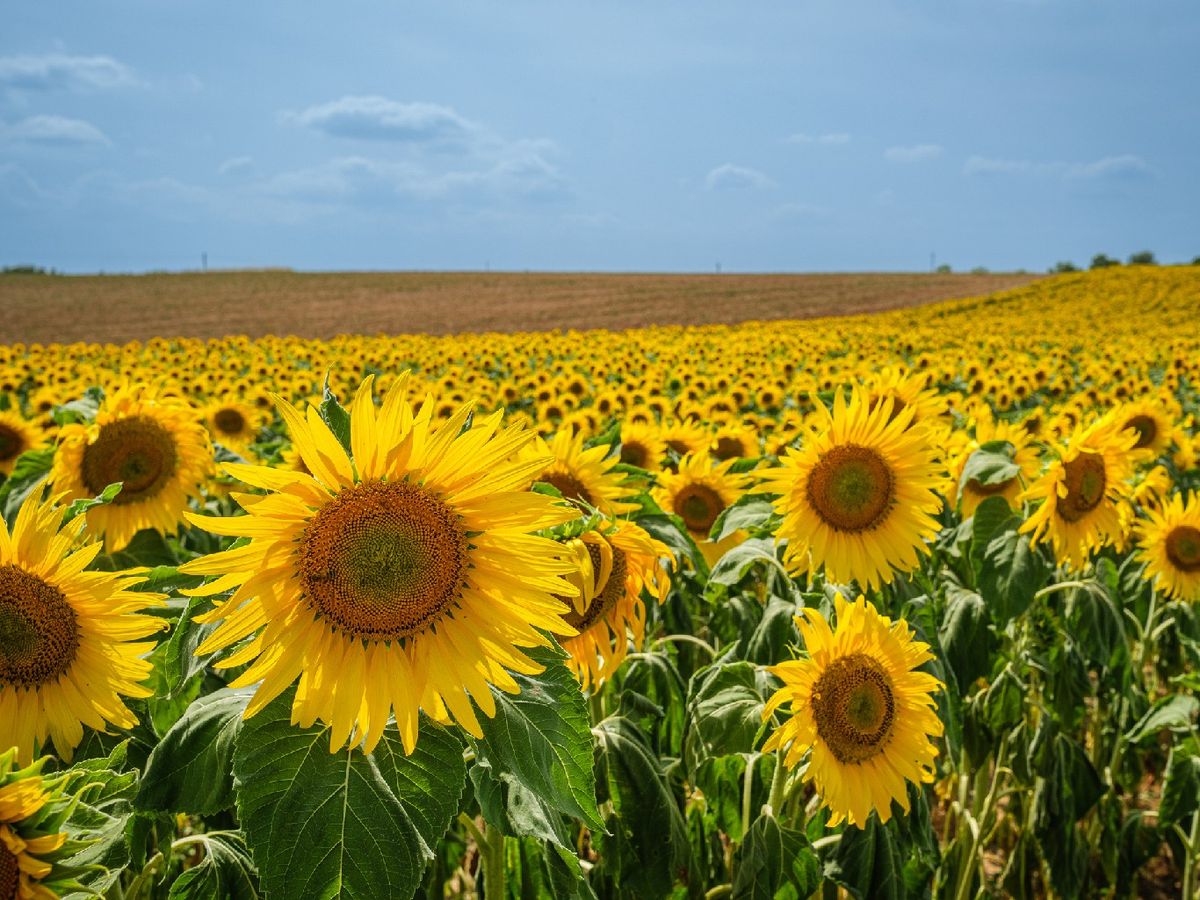 Los girasoles siguen en movimiento del sol
