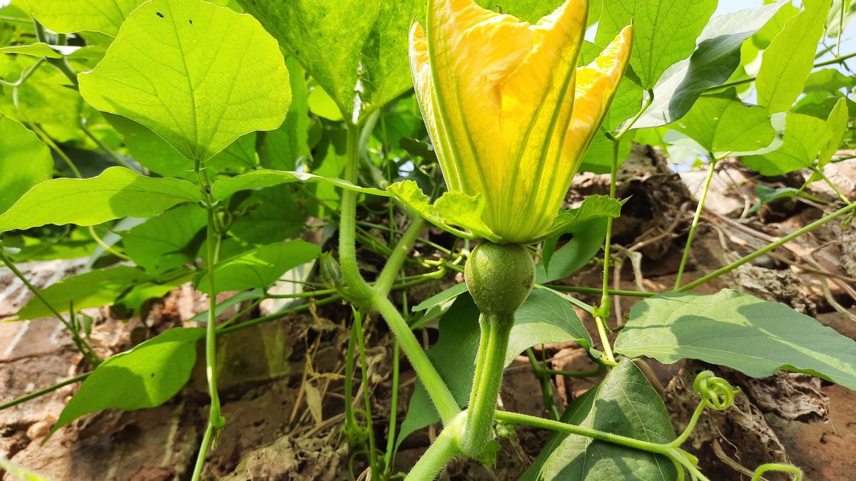 Las flores de calabaza son uno de los manjares del verano