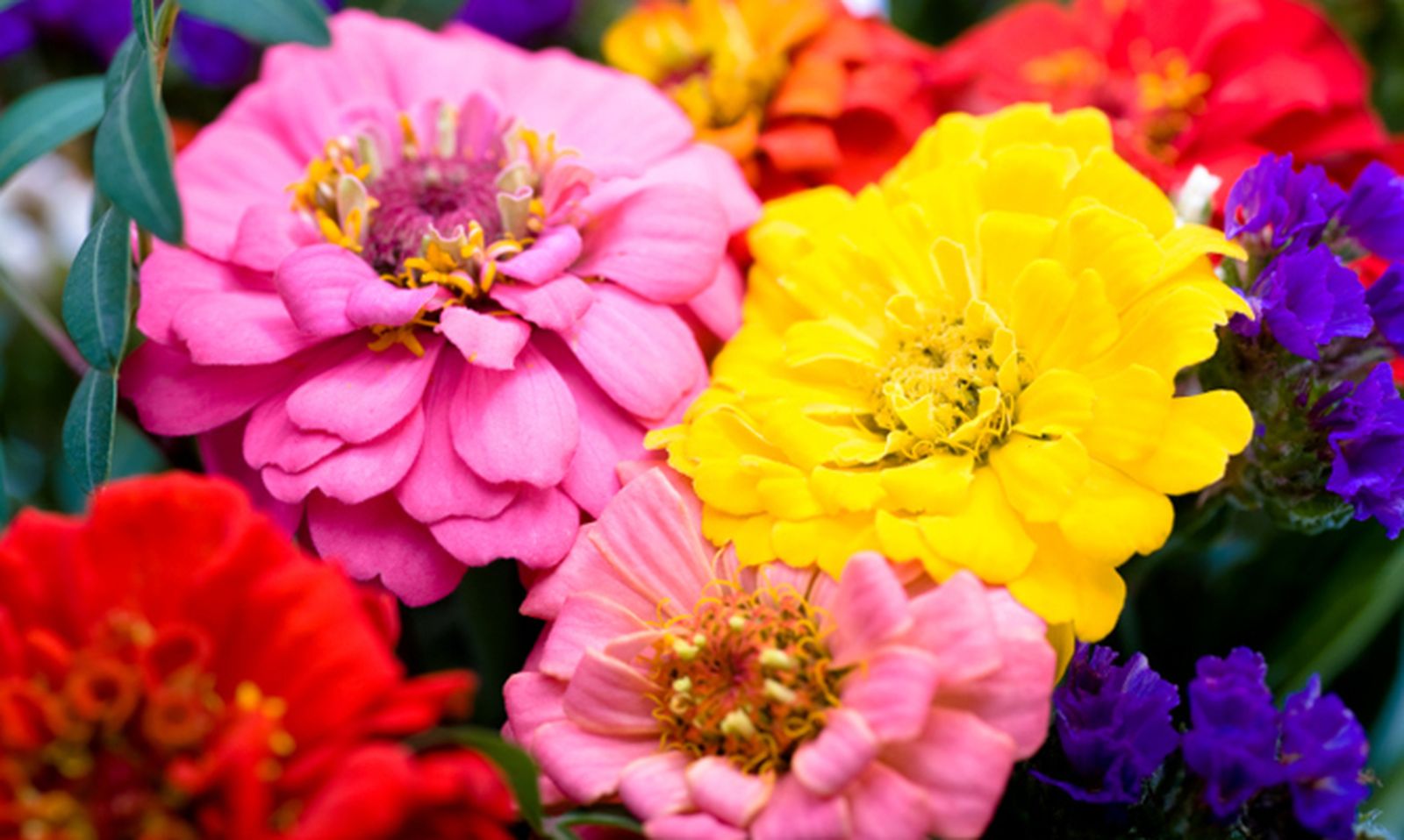 ROJA010_Zinnia o flor de papel