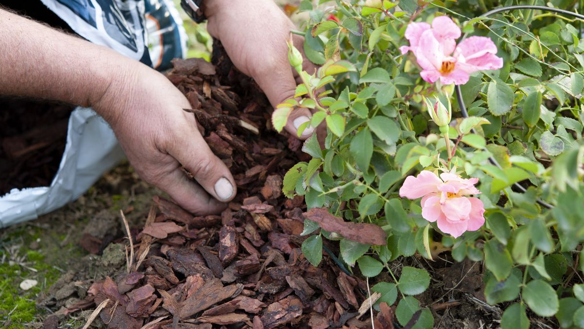 El mulching consiste en cubrir el suelo del jardín con materiales naturales