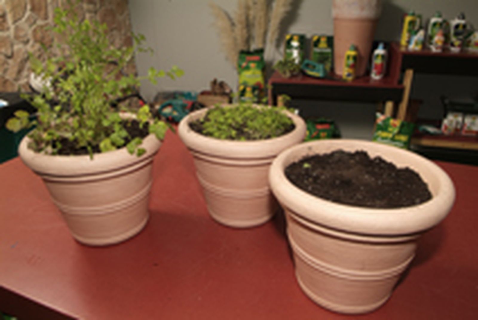 Cultivar cilantro paso 5 Cultivar cilantro paso 5