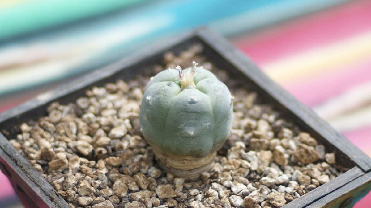 cactus peyote