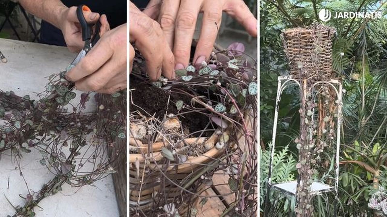 recuperar ceropegia woodii jardinatis 23 36 recuperar ceropegia woodii jardinatis 23 36