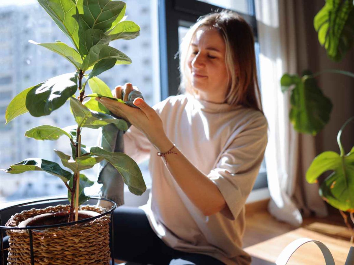 La limpieza de las plantas debe ser tan habitual como el riego o el abonado.