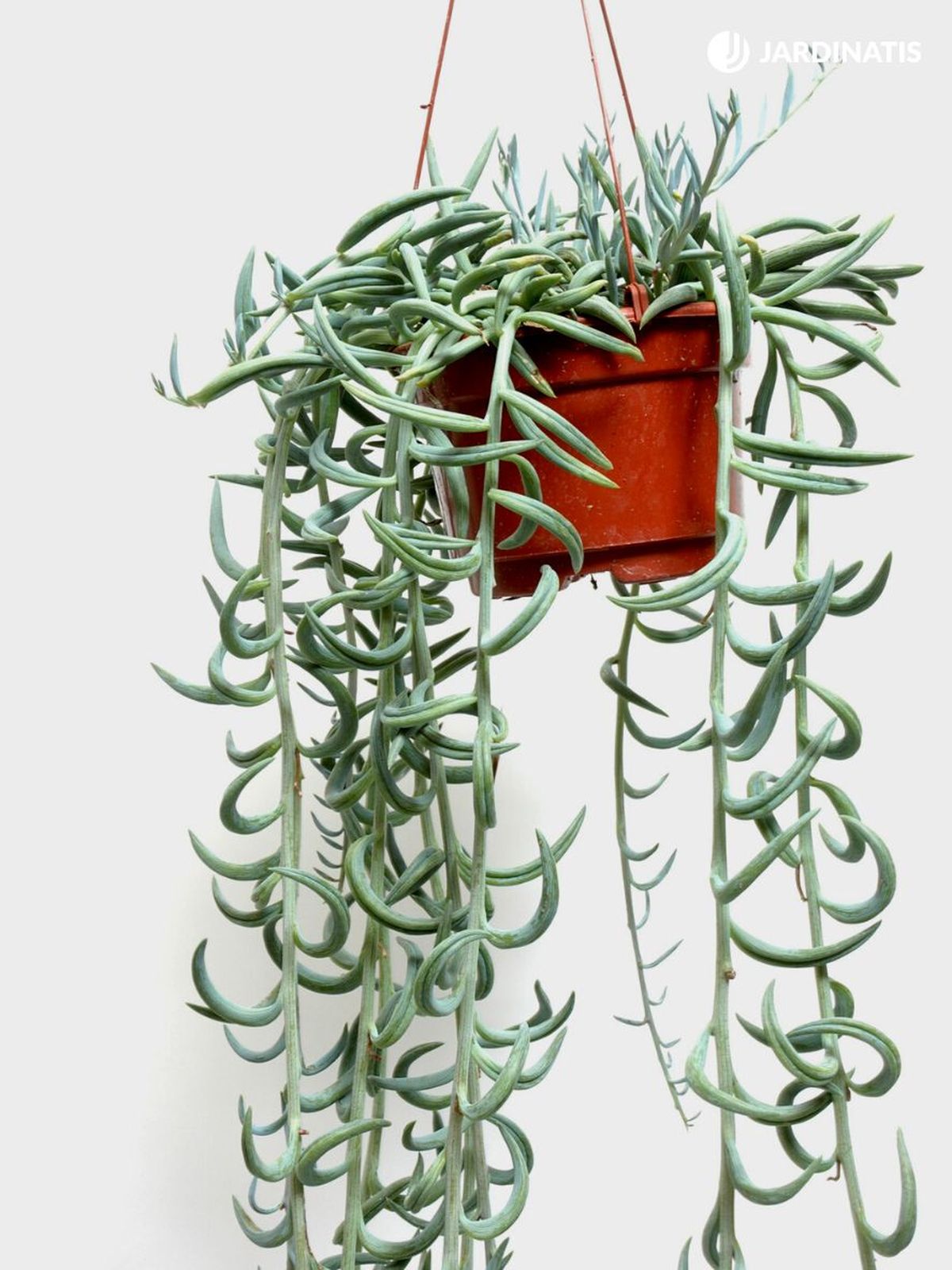senecio radicans suculenta colgante