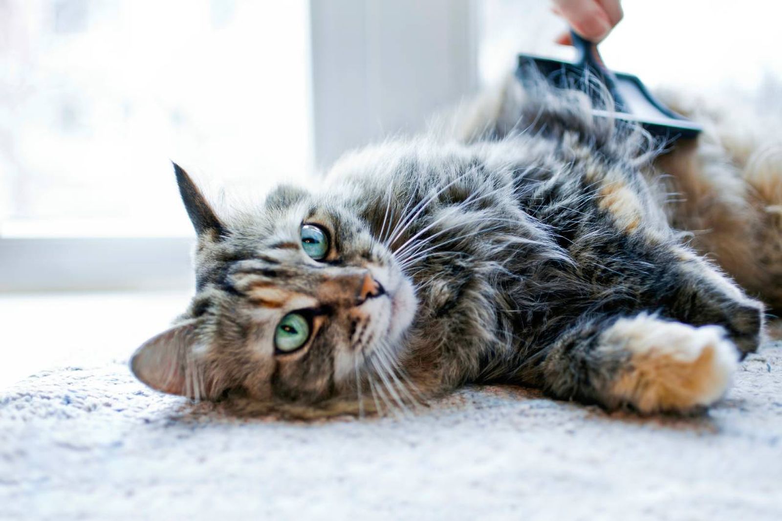 Consejos prácticos para cepillar a tu gato de forma eficaz y sin estrés.