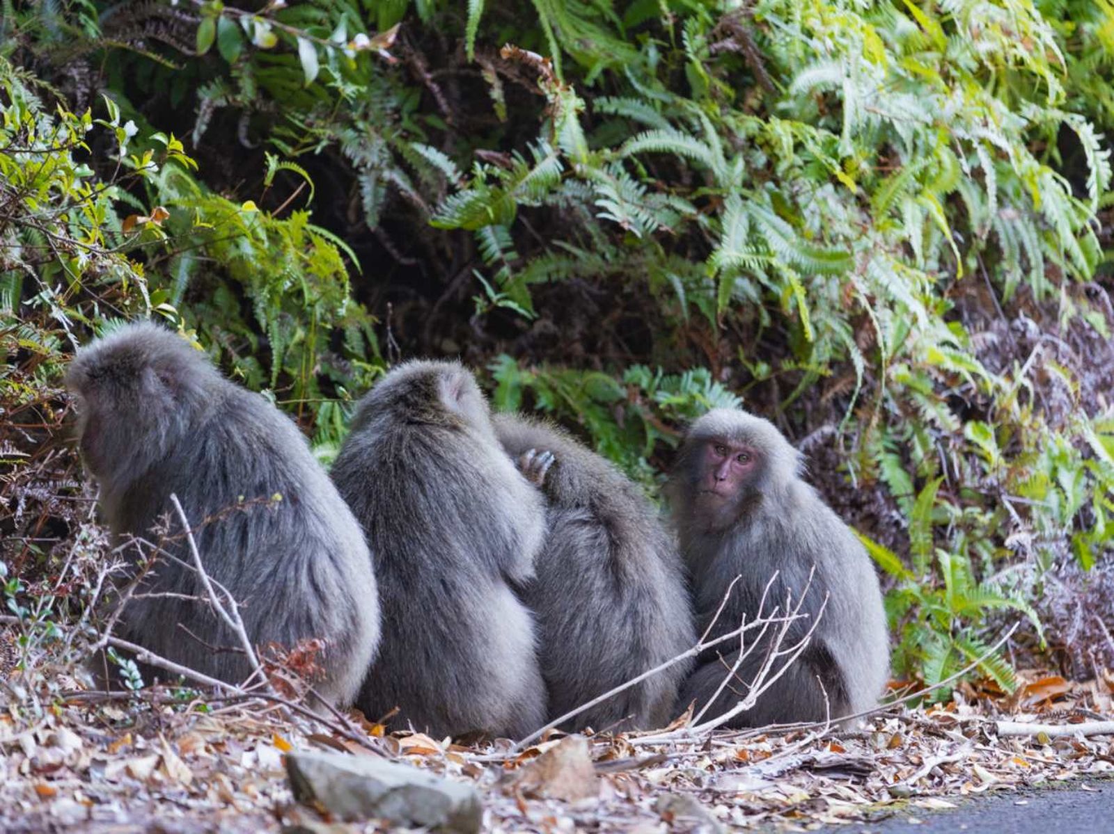 Macacos. Macacos.