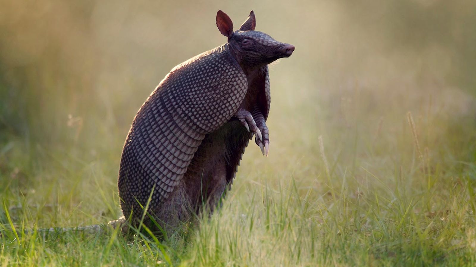armadillo 5 armadillo 5