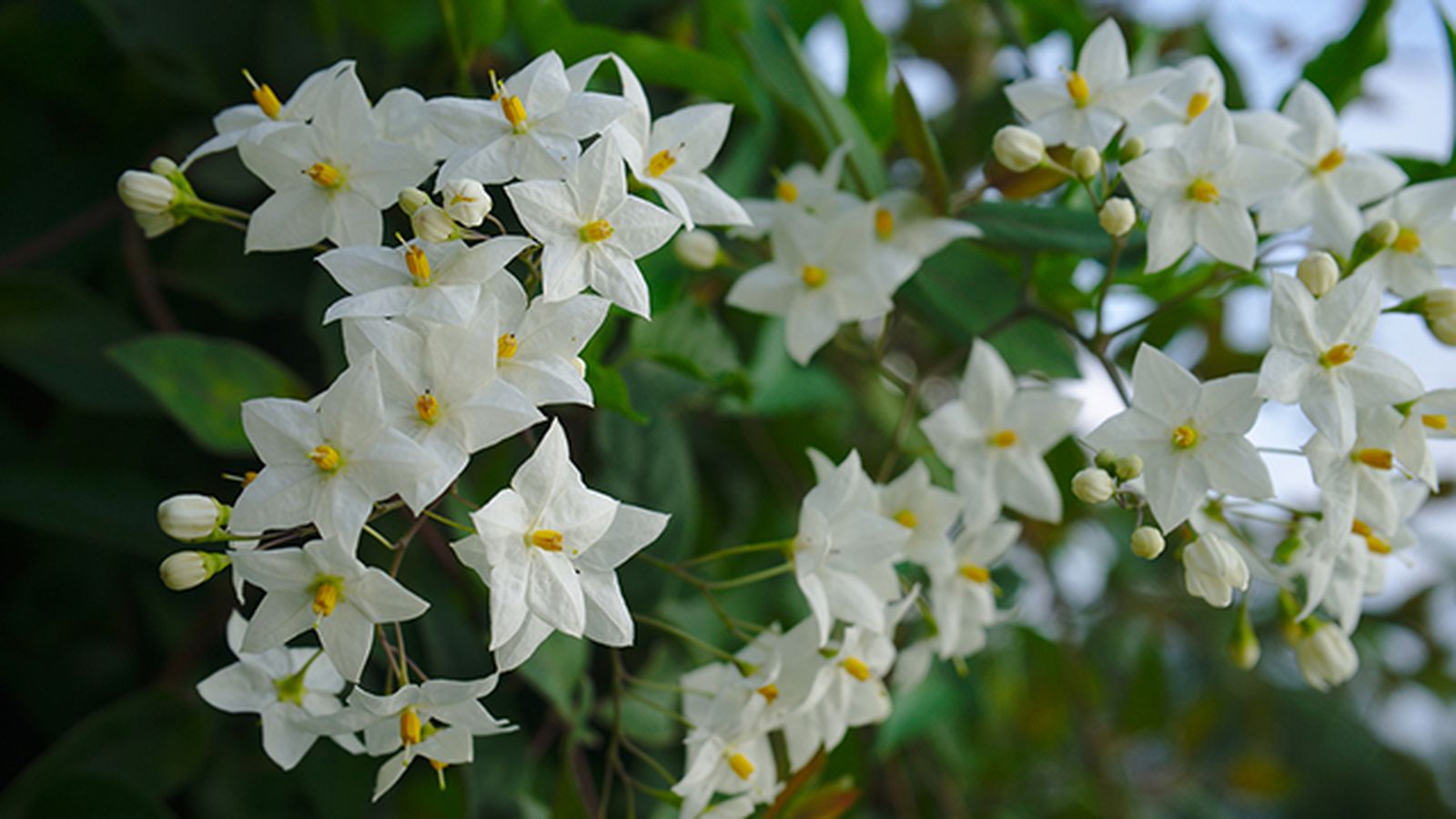 falso jazmin Solanum jasminoides caracteristicas cuidados falso jazmin Solanum jasminoides caracteristicas cuidados