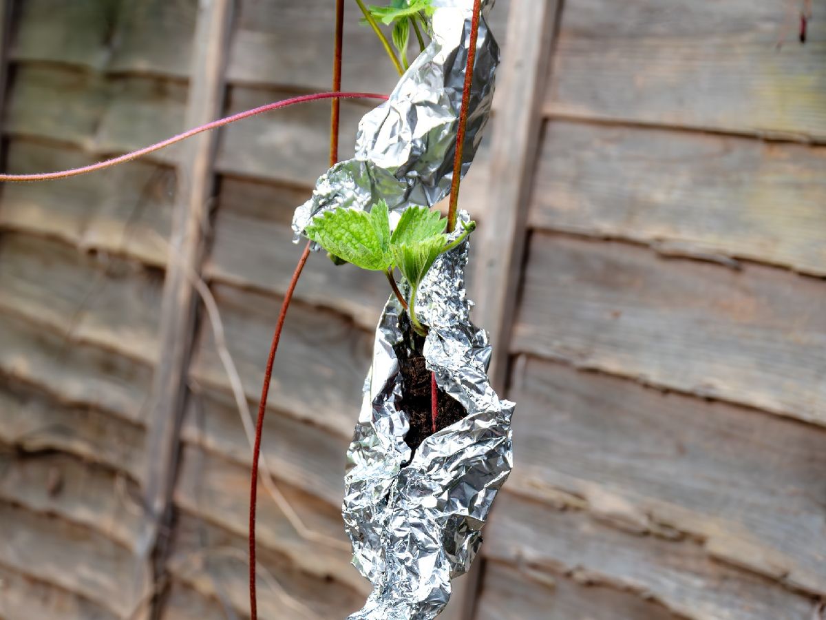 Los roedores no pueden roer el papel de aluminio