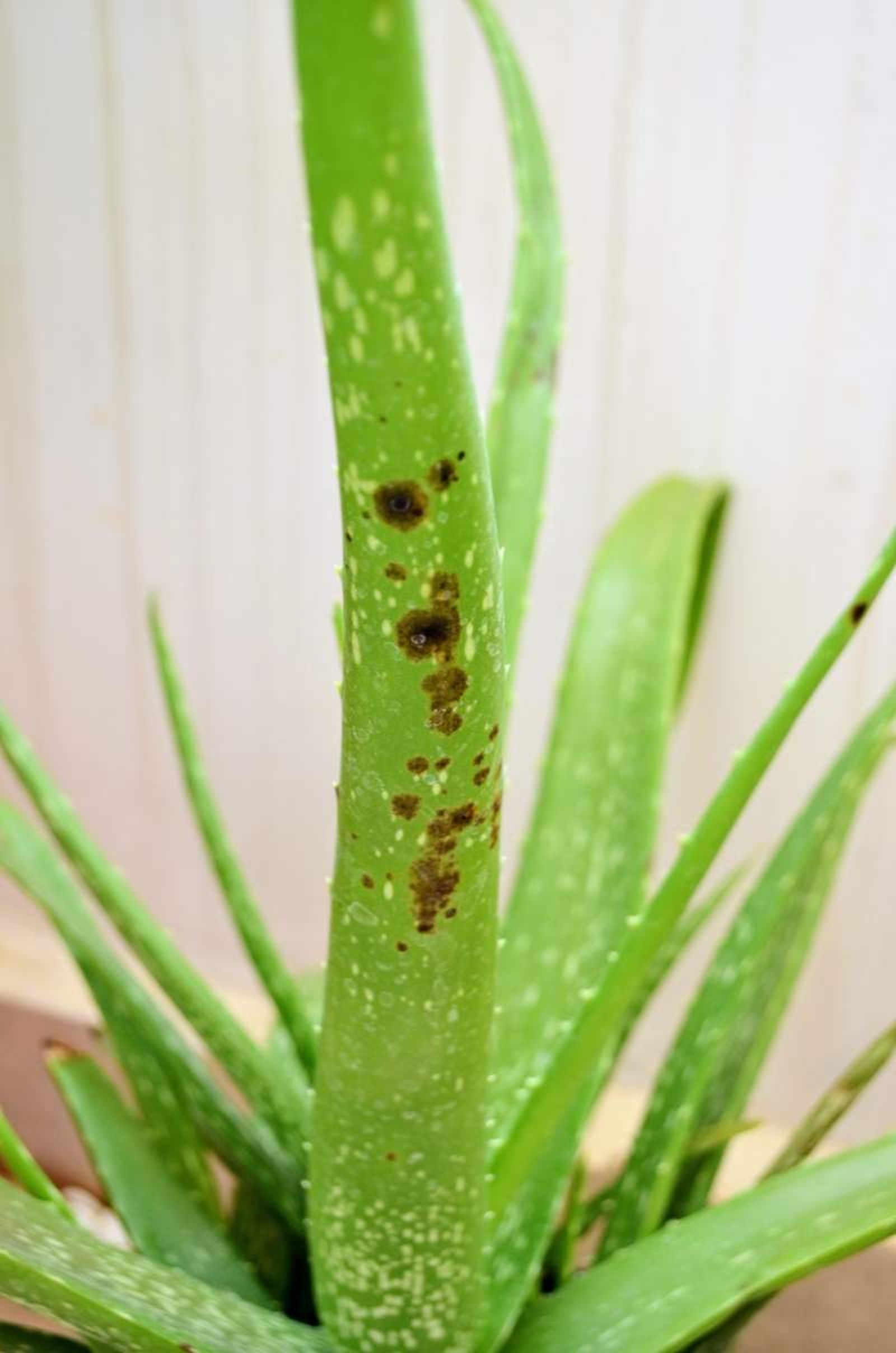 Manchas negras en las hojas del aloe vera Manchas negras en las hojas del aloe vera