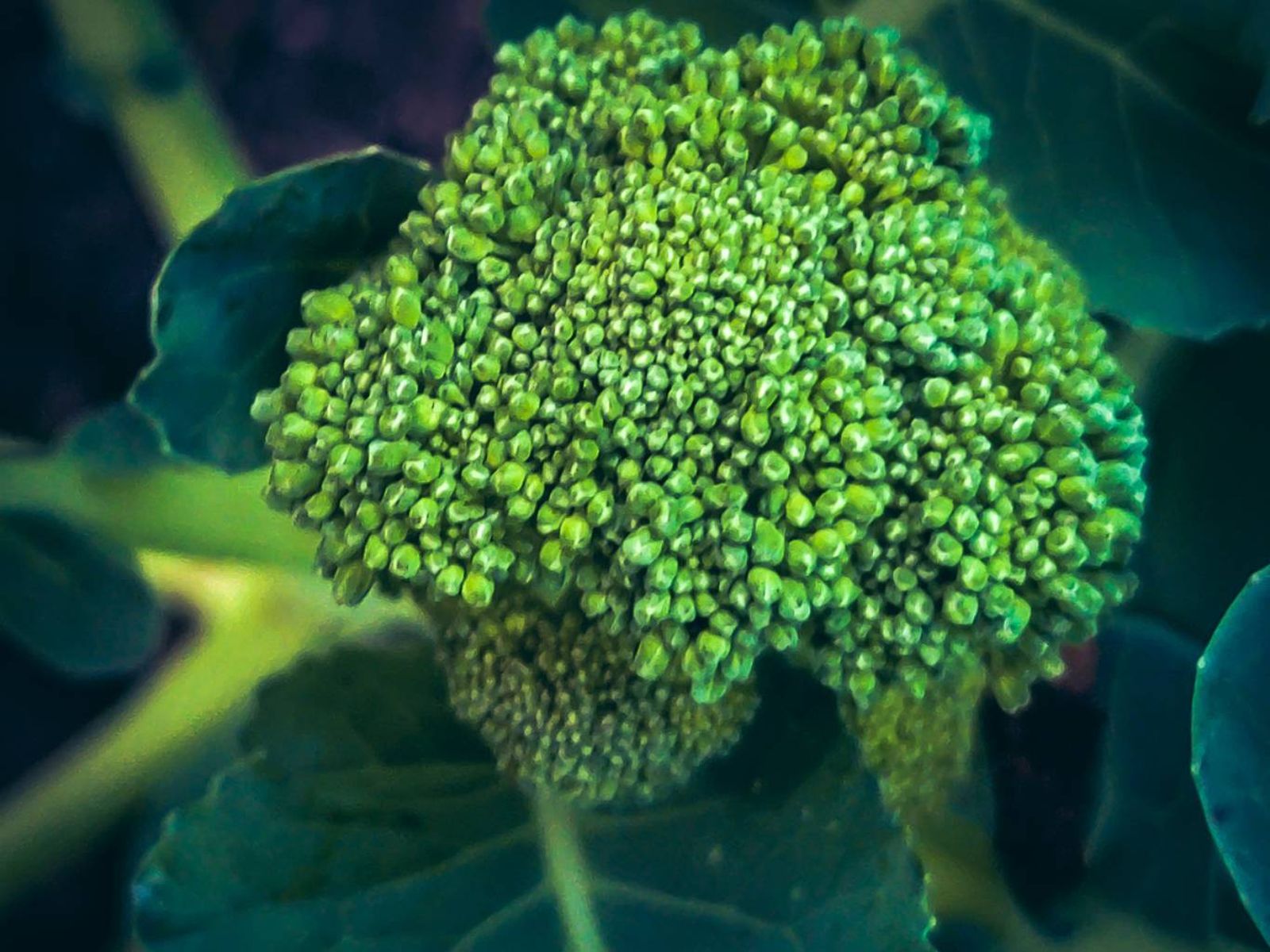 El bimi se cultiva en climas templados y se recolecta a mano antes de que florezca.