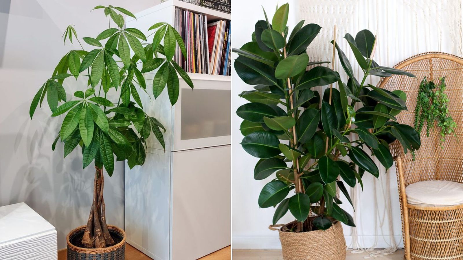 arboles que se pueden cultivar en interior