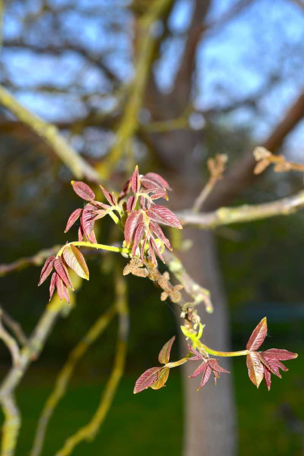 Nogal adulto en flor