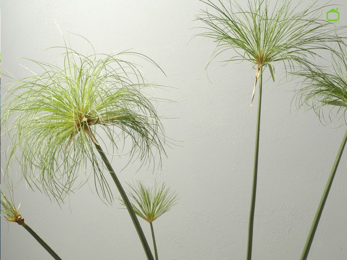 El papiro es conocido por sus tallos erguidos.