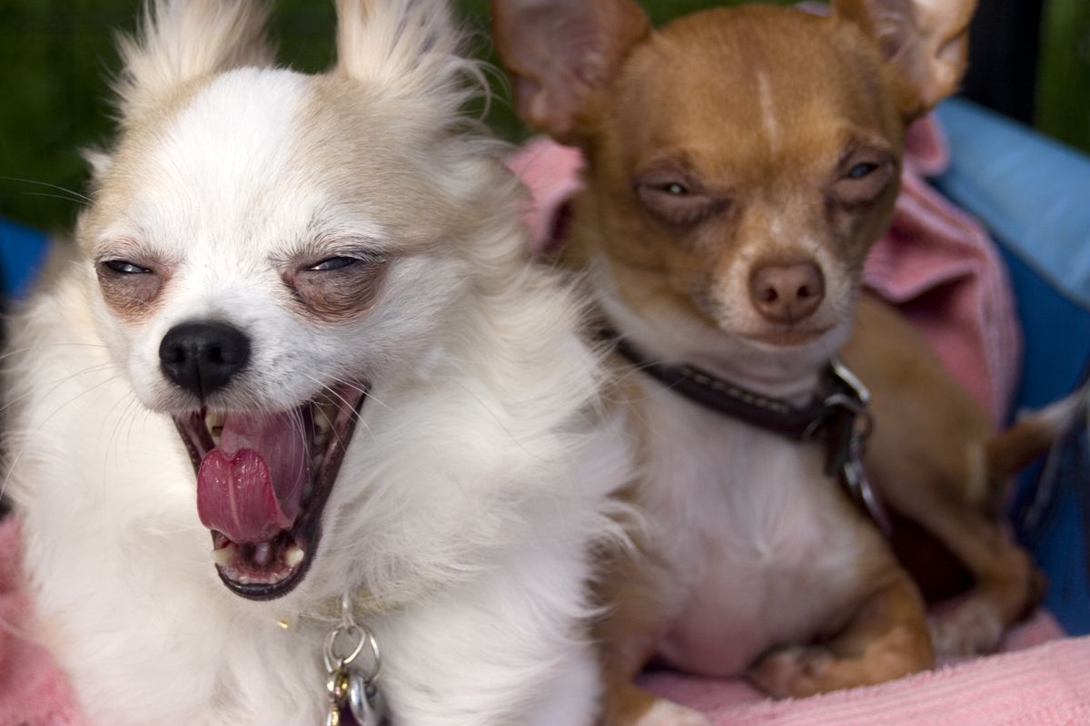 chihuahua bostezando