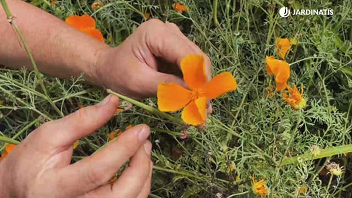 flor naranja amapola de california en el jardin jardinatis