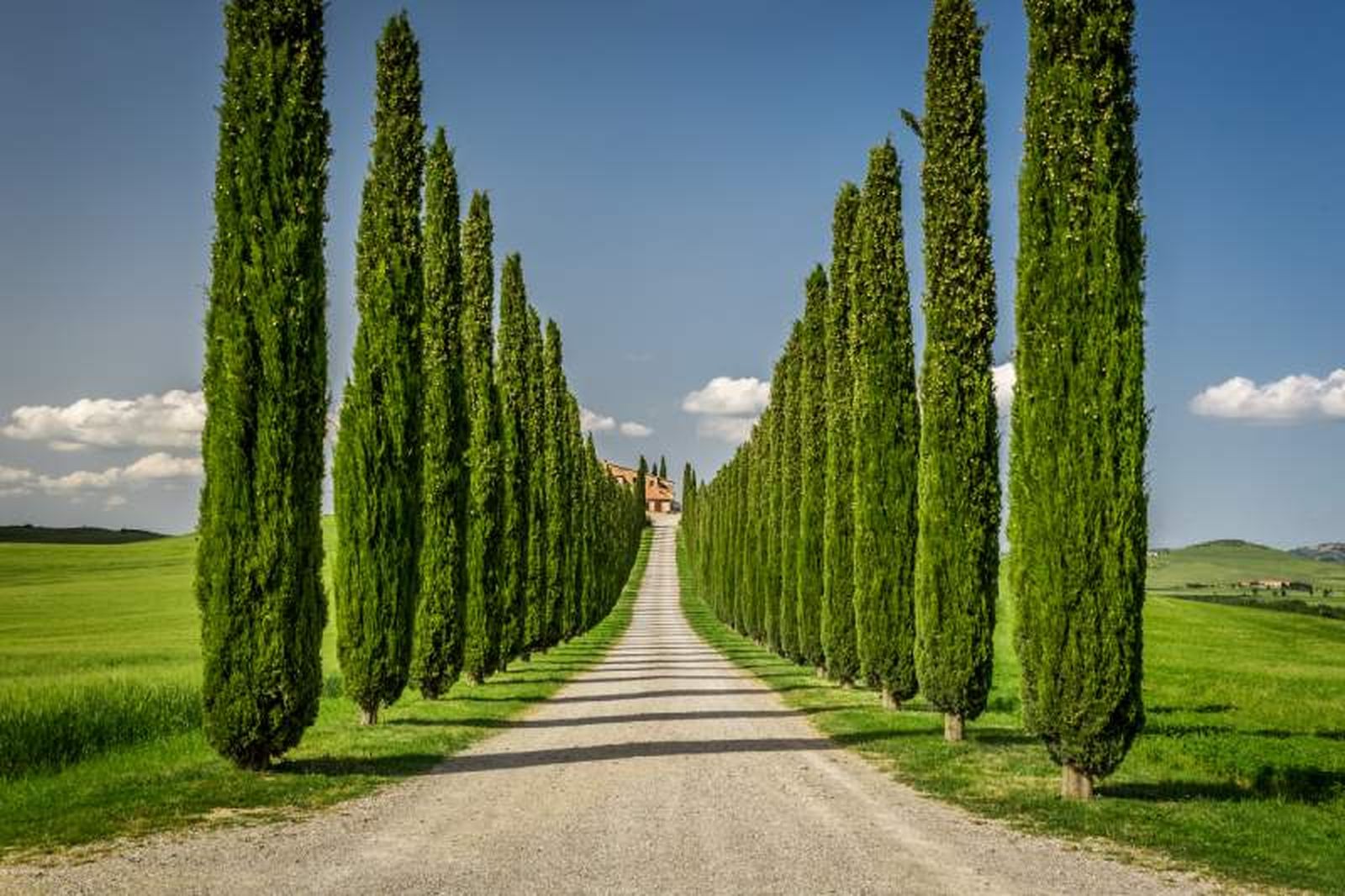 Cupressus sempervirens. Cupressus sempervirens.