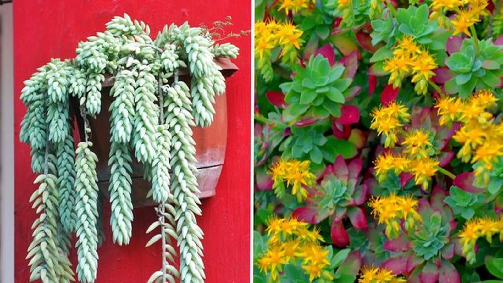 Sedum morganianum sedum palmeri Sedum morganianum sedum palmeri
