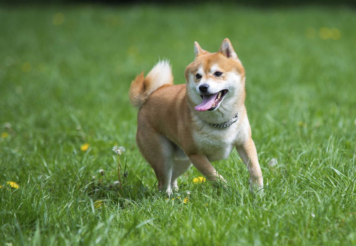 Shiba Inu 1