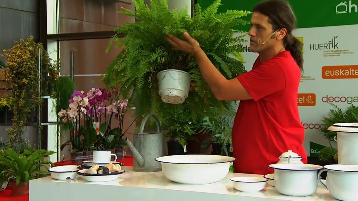 como cultivar helechos en casa humedad suficiente