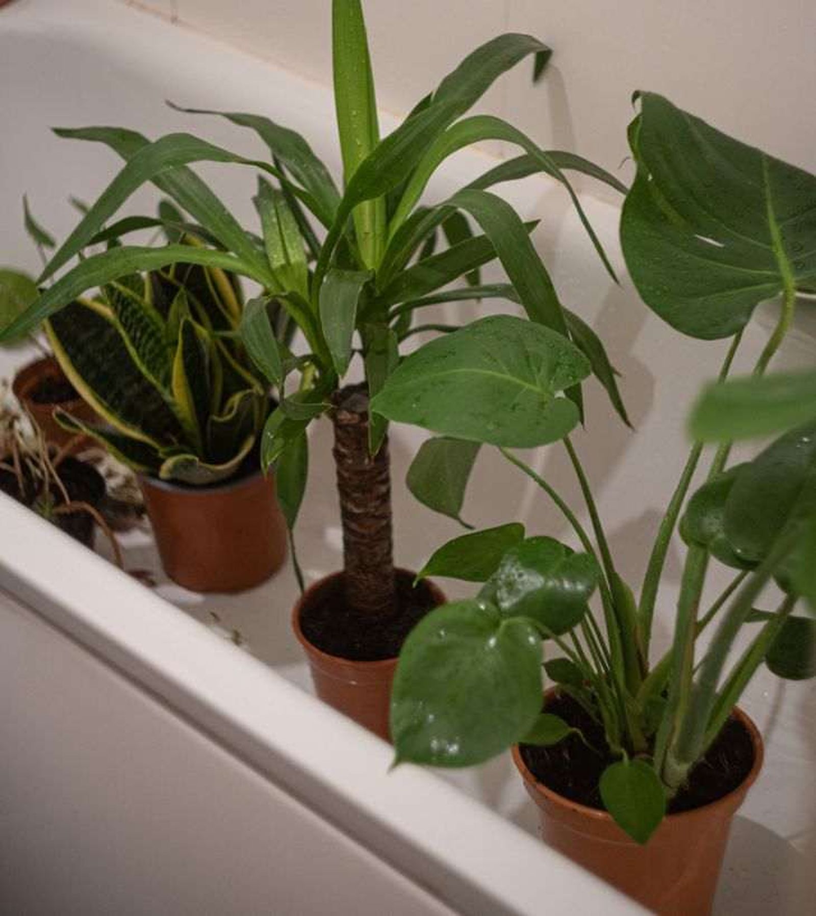 Las plantas de origen tropical agradecen las duchas de vez en cuando Las plantas de origen tropical agradecen las duchas de vez en cuando
