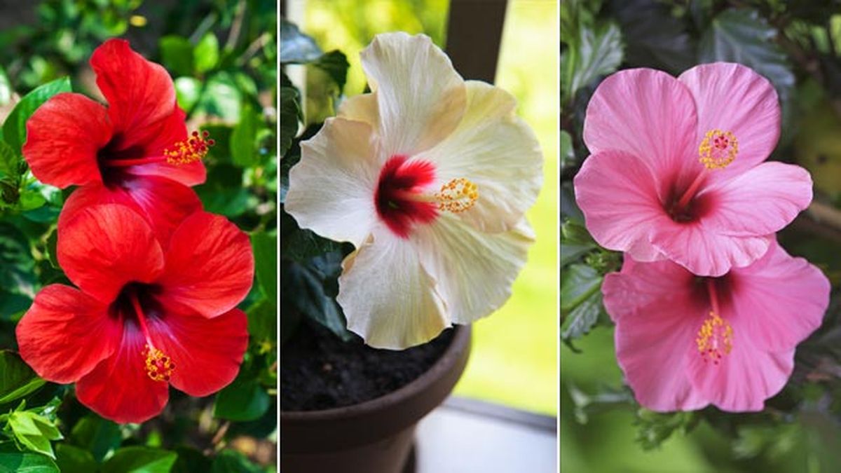 Hibiscus Rosa Sinensis rosa de china tonalidades dlor