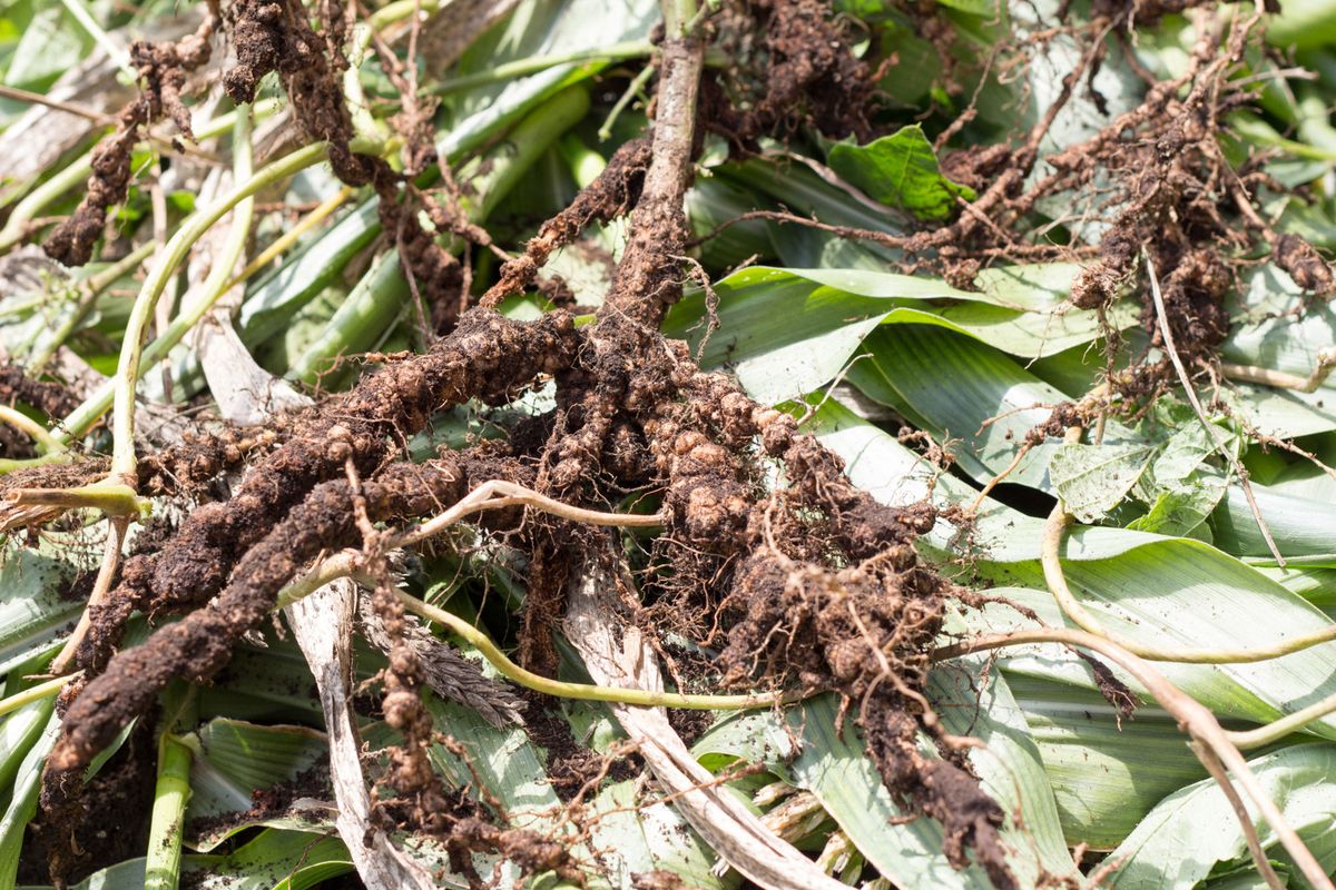 Fijación de nitrógeno atmosférico por plantas leguminosas