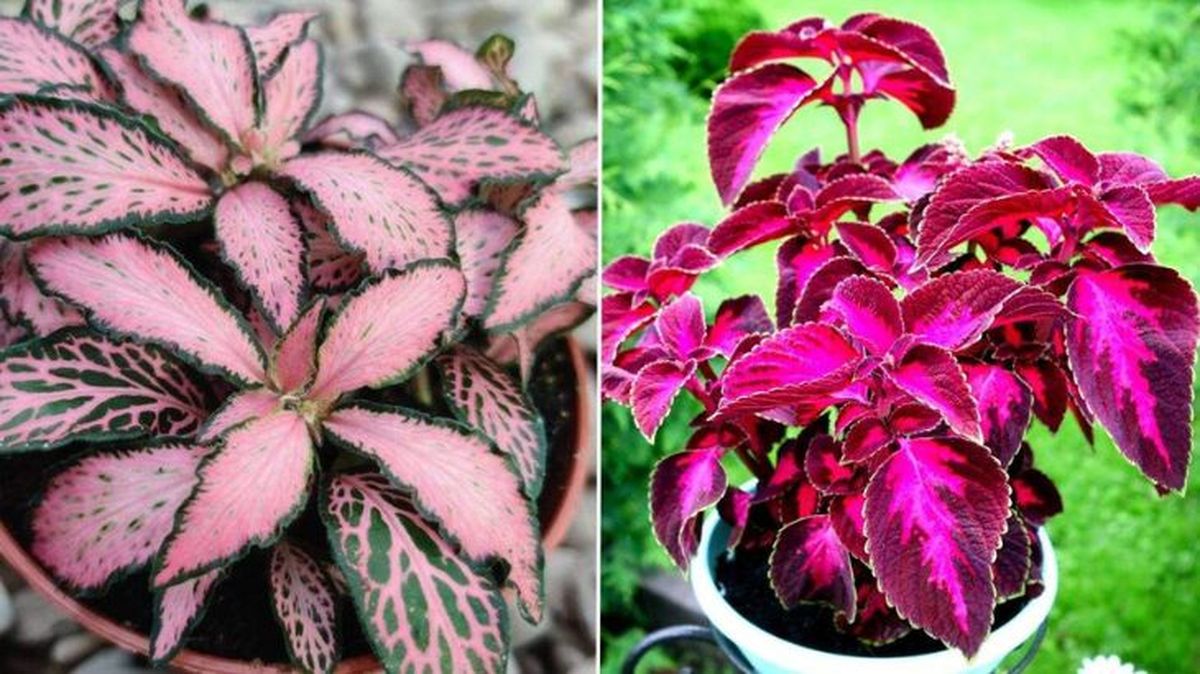 plantas rosas Fittonia coleo