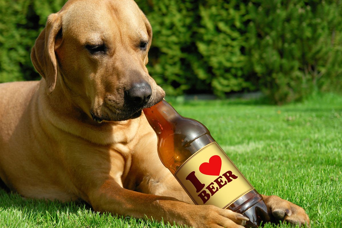 mascotas perros cerveza