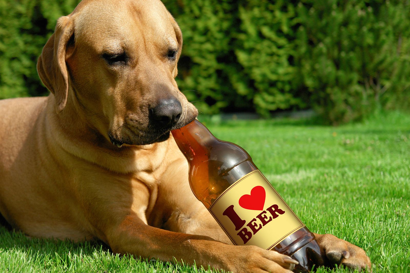 mascotas perros cerveza mascotas perros cerveza