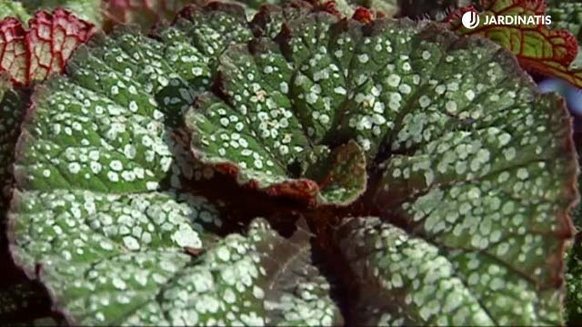 hoja de begonia en espiral con puntos rex brico 688 jardinatis