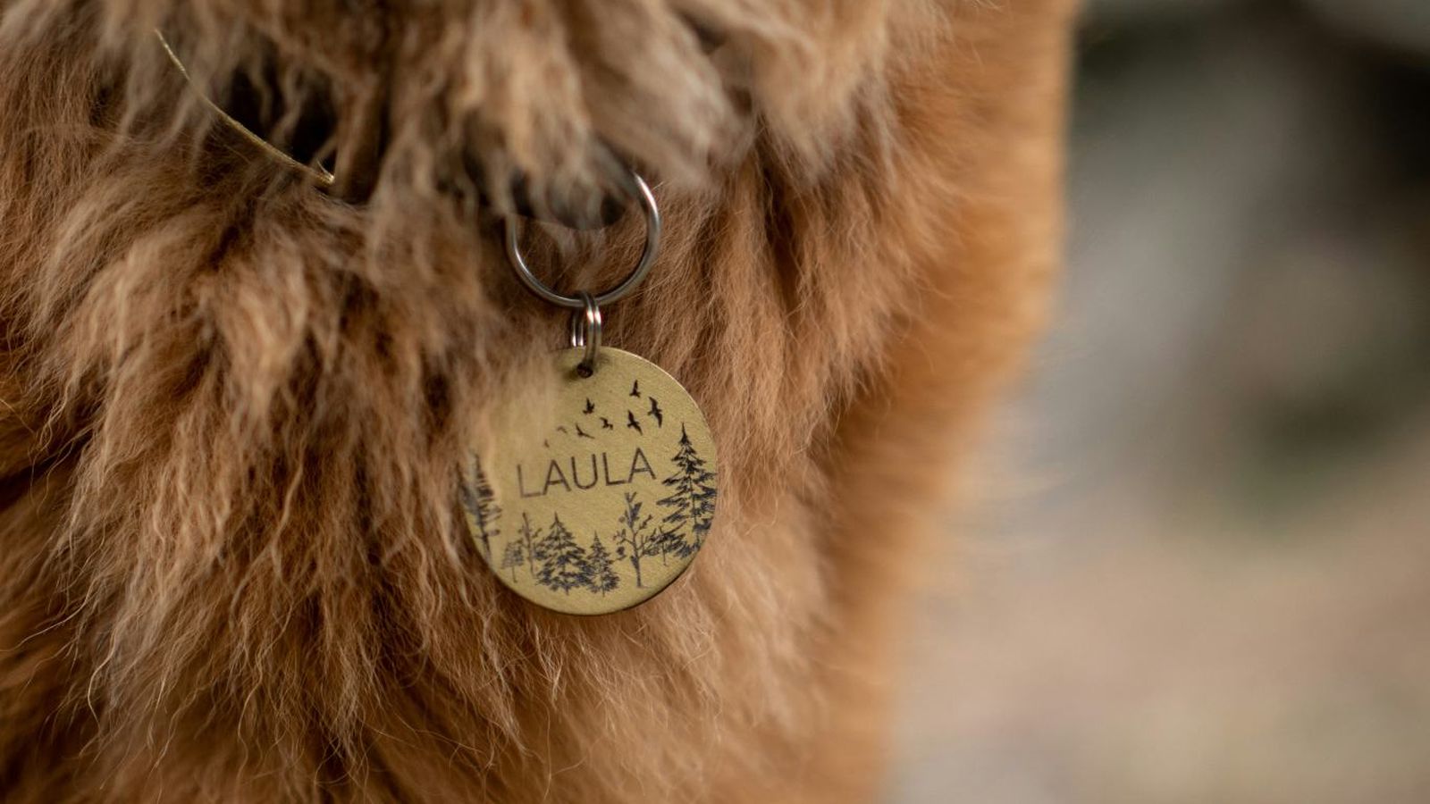El collar de Laula