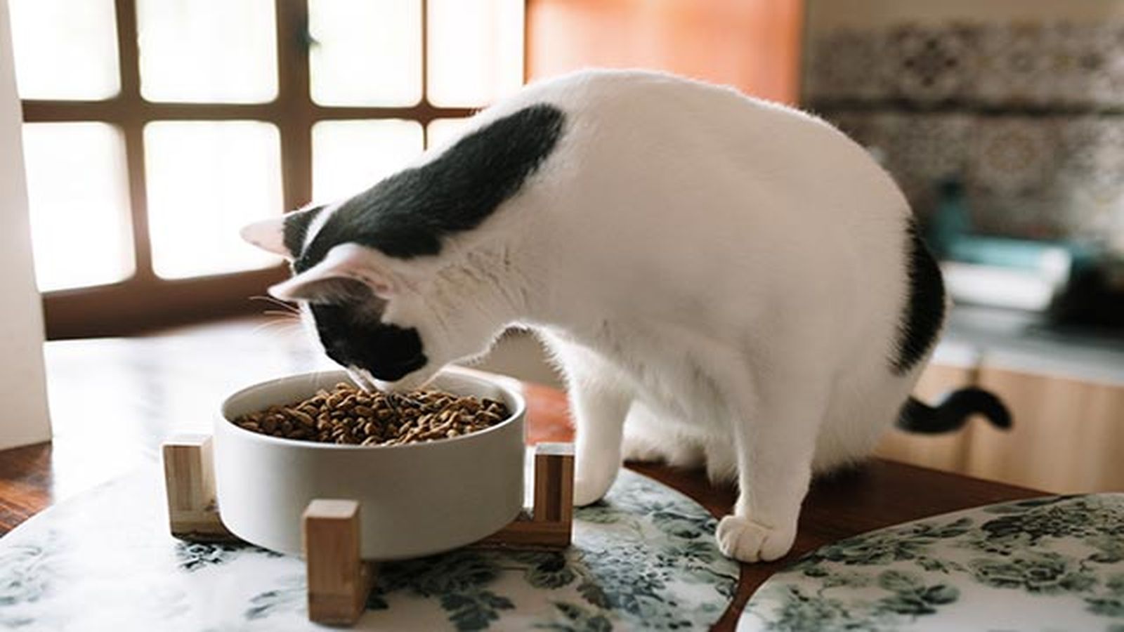 gato comiendo
