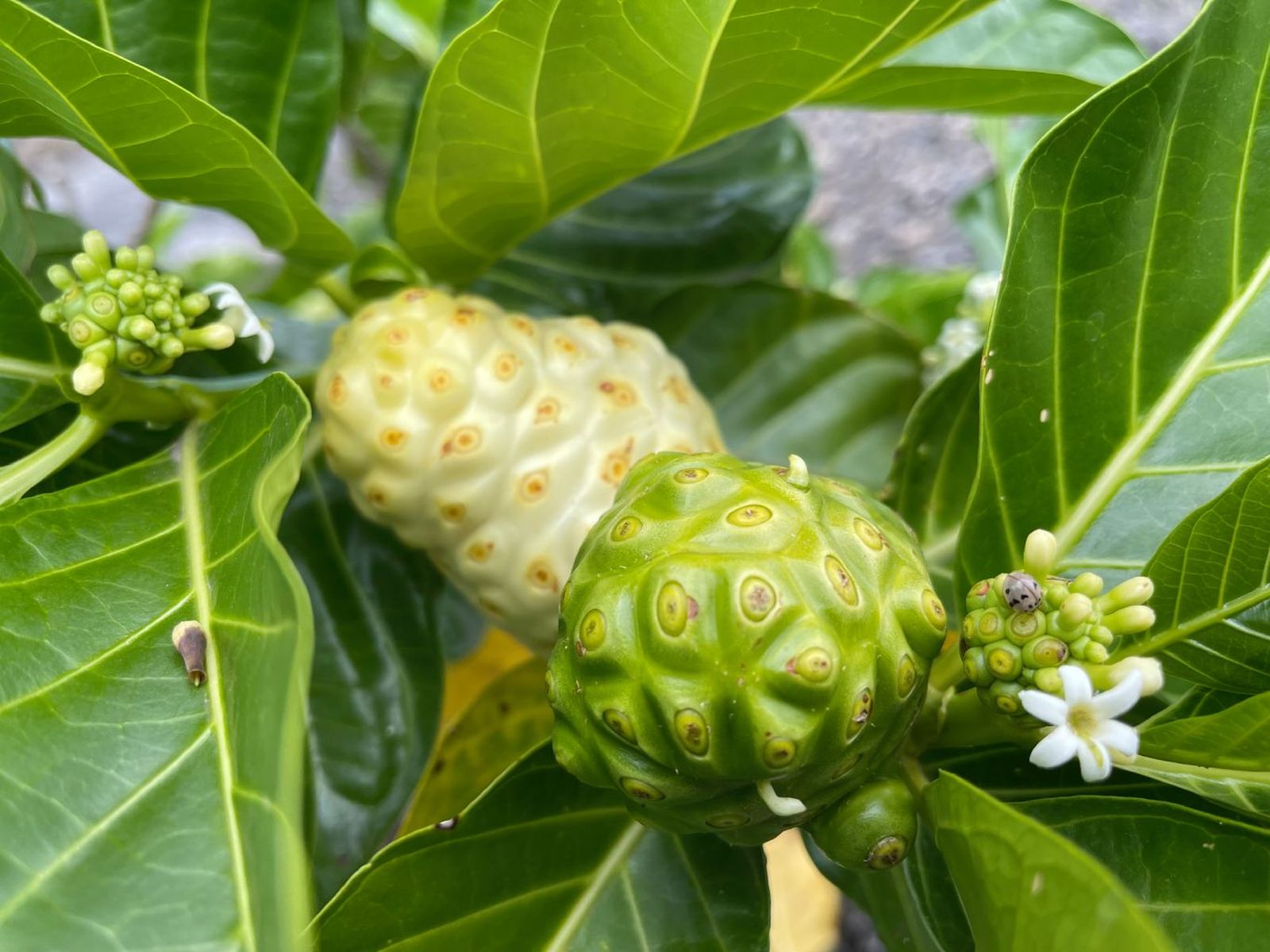 Fruto noni