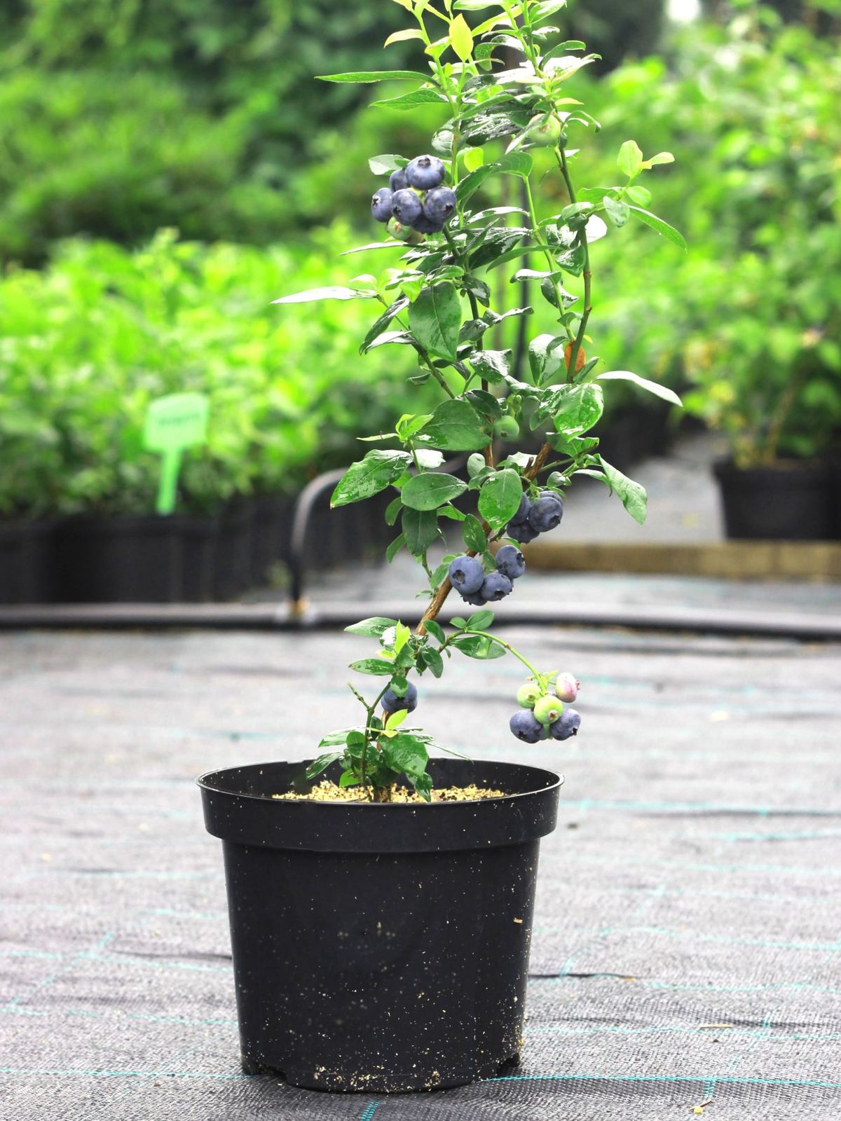 Planta de arándanos