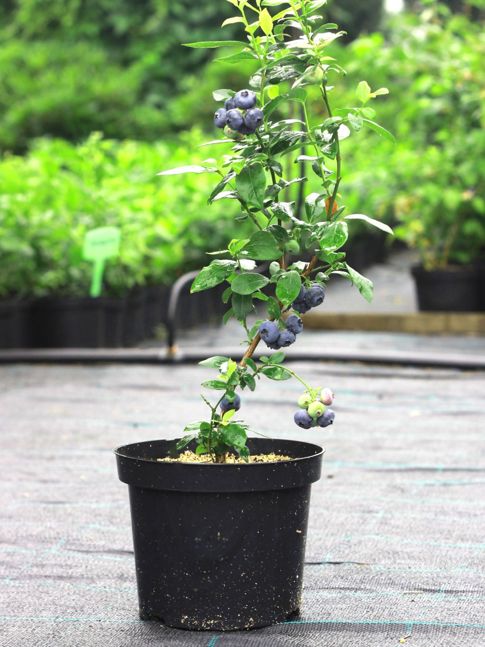 Planta de arándanos