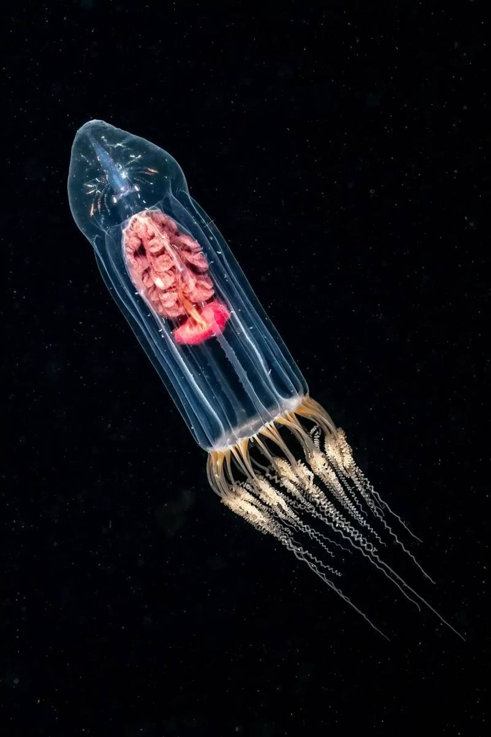 La magia de las medusas.