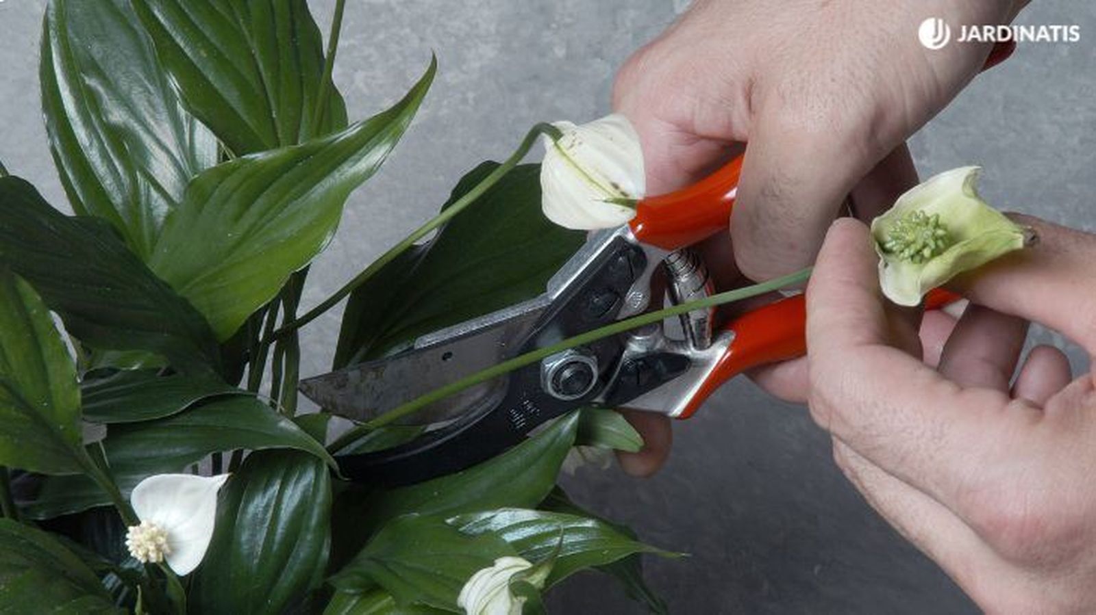 Corta las flores envejecidas Corta las flores envejecidas