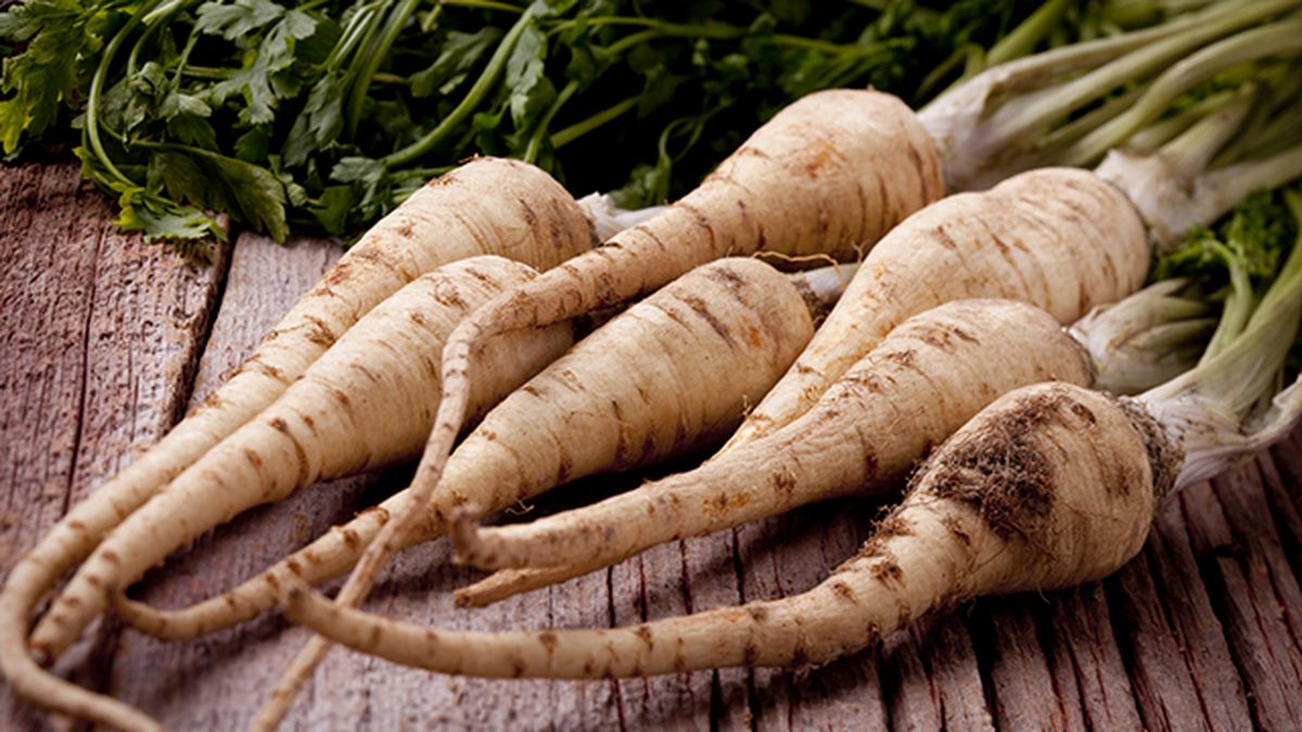 chirivia cosecha en invierno deco 514