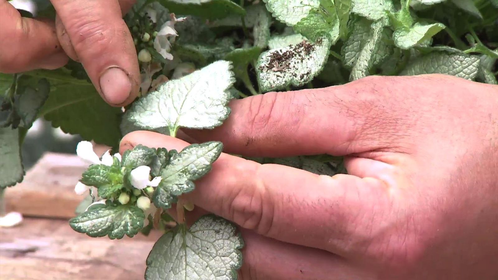 deco 740 lamium flores blancas deco 740 lamium flores blancas