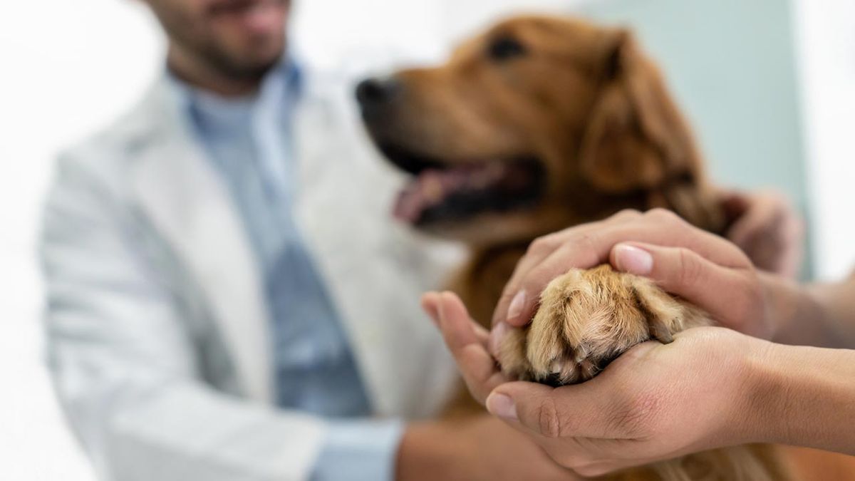 como llevar perro veterinario 2
