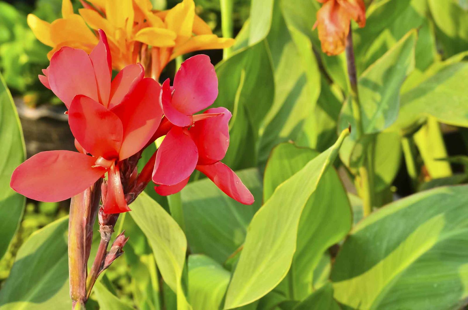 Las cannas indicas