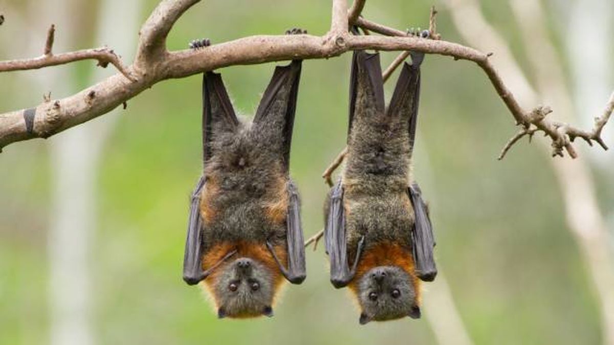 animales que empiezan por M murcielago
