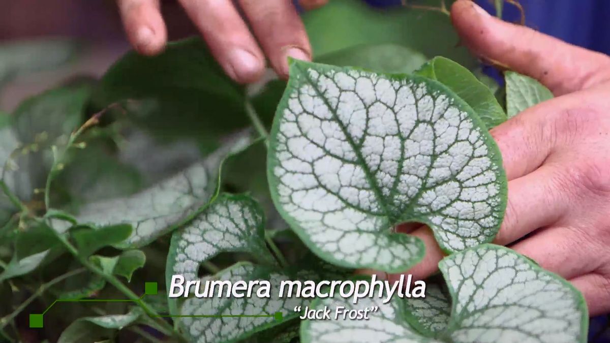 brico 0959 brumera pulmonaria brumera jack frost