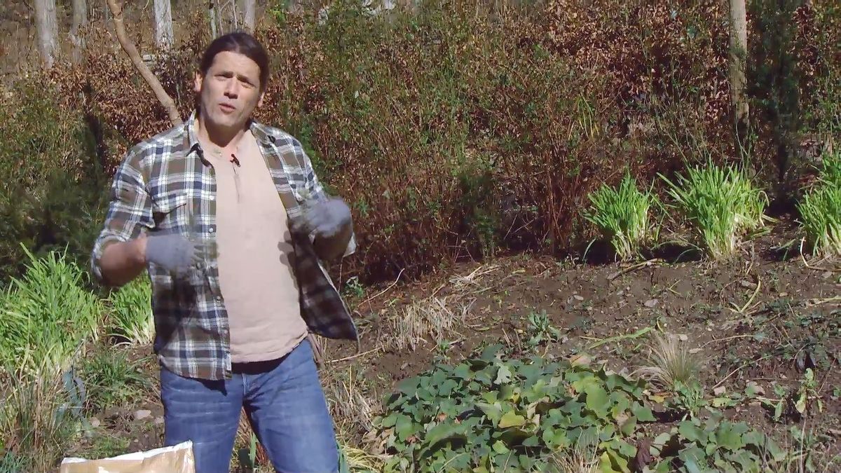 deco646 poda parterre vivaces mantillo despues