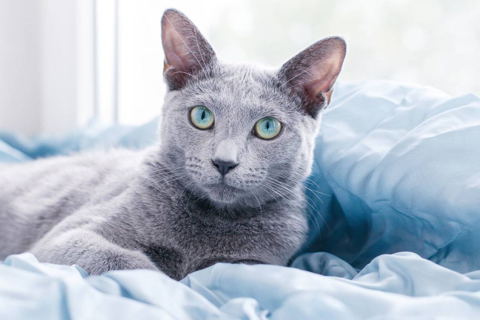 El gato azul ruso es una raza felina que posee una doble capa de pelo corto y sedoso El gato azul ruso es una raza felina que posee una doble capa de pelo corto y sedoso