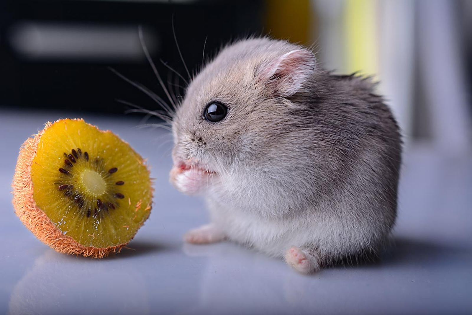 mascotas roedores hamster4 mascotas roedores hamster4