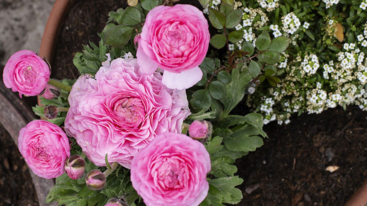 flores de ranunculos en maceta