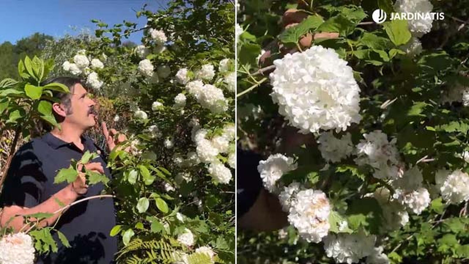 Viburnum opulus sterile jardinatis 22 18 Viburnum opulus sterile jardinatis 22 18
